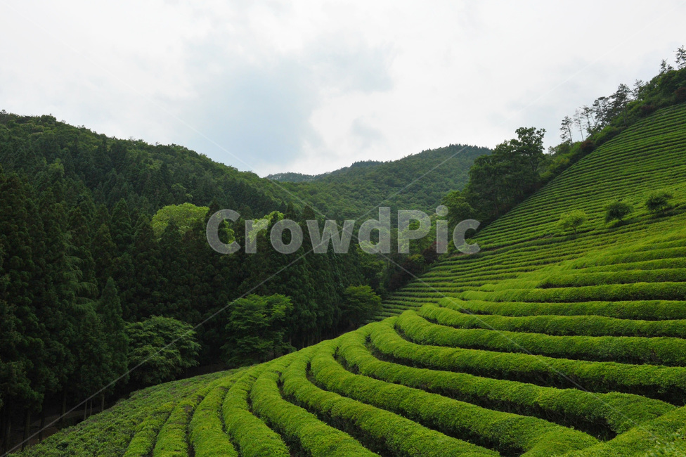 녹차,녹차밭,밭,초록,자연,농업,농사,agriculture,farming,farming industry
