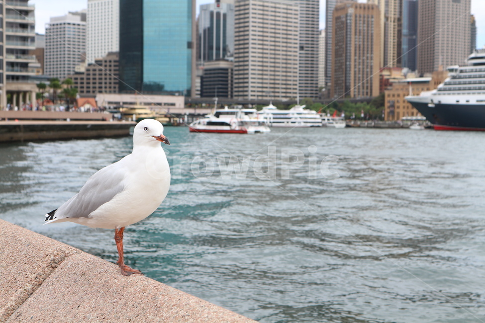 갈매기,감성,새,호주,시드니,자연,살찐갈매기,휴식,seagull,nature,city,rest,동물,animal,조류,새,birds