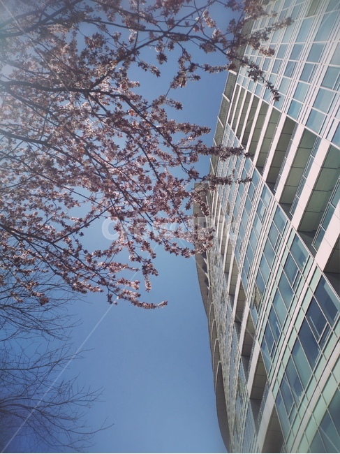벚꽃,cherryblossom,꽃,봄,spring