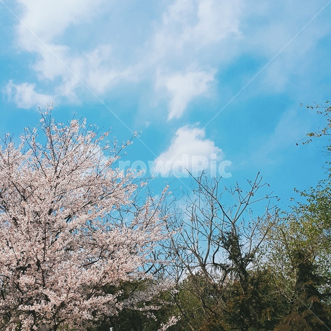 나무,풍경,하늘,봄,구름,자연,벚꽃,숲,봄,계절,spring,season,plant,식물