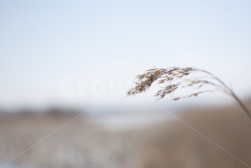 외로움,느낌,갈대,바람,감성,홀로,추억,가을,계절,fall,autumn,season,식물,자연,plants,nature,감성,sensible,feeling,grass,잔디,plant,lawn,reed