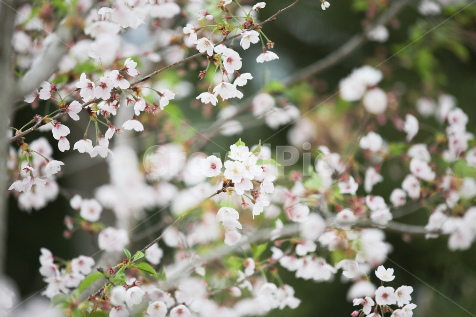 벚꽃,봄꽃,cherry,blossom,체리블라섬,벚나무,장미과,봄,계절,spring,season,식물,자연,plants,nature,꽃,flower,plant