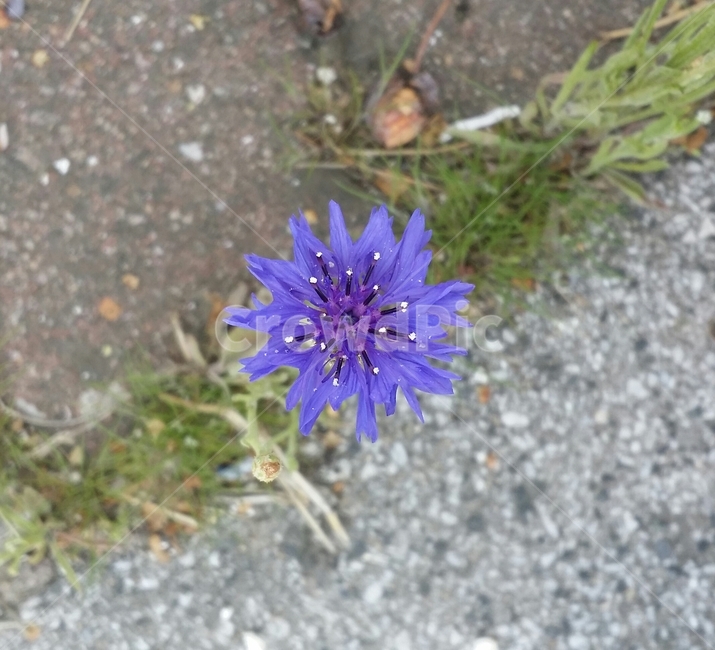 plant,식물,꽃,보라꽃,보라색,flower,식물,자연,plants,nature,꽃,flower