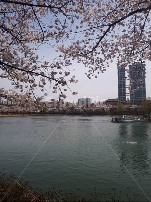 호수,다리,벚꽃,꽃,자연,봄,계절,spring,season
