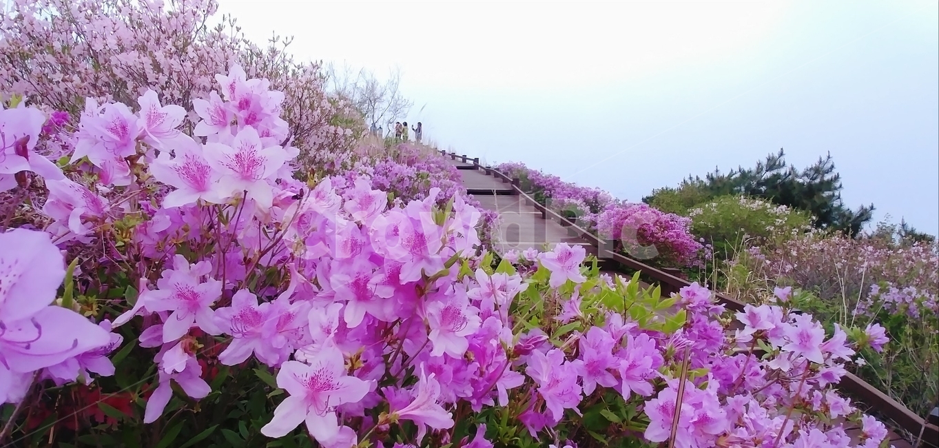 봄,꽃,철쭉,동산,한우산,식물,자연,plants,nature,꽃,flower