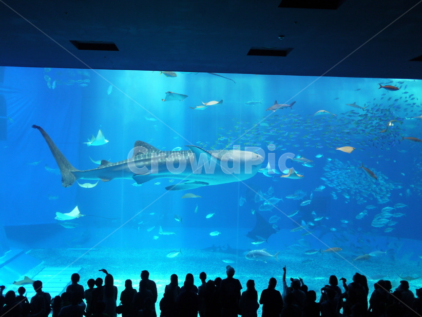 고래상어,수족관,aquarium,오키나와,okinawa