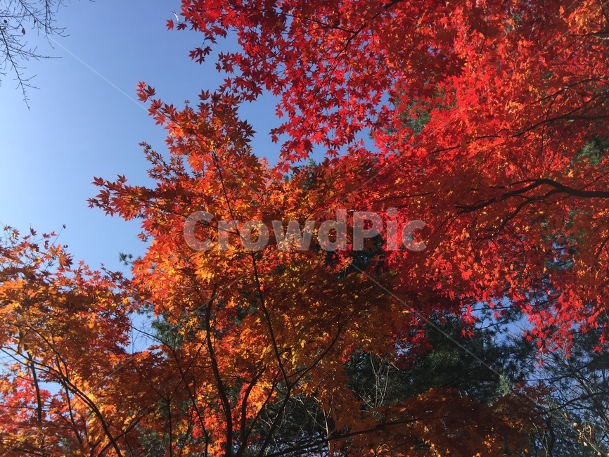 단풍,가을단풍,가을,남이섬,가을하늘,가을,계절,fall,autumn,season