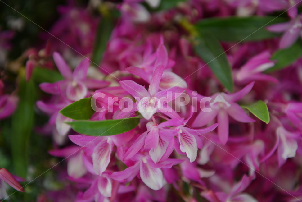 덴드로비움,난꽃,꽃,식물,자주색꽃,plant,flower,blossom,식물,자연,plants,nature,꽃,flower