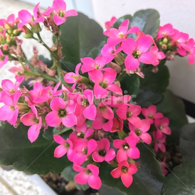 카랑코에,칼란코에,칼랑코에,Kalanchoe,다육,꽃,Flower,식물,약재,분홍꽃,식물,자연,plants,nature,꽃,flower