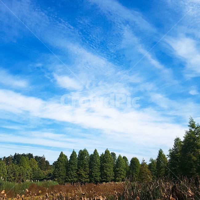 청산수목원,자연,풍경,하늘,구름,수목원,태안,nature,landscape,sky,cloud,arboretum,자연,풍경,nature,landscape