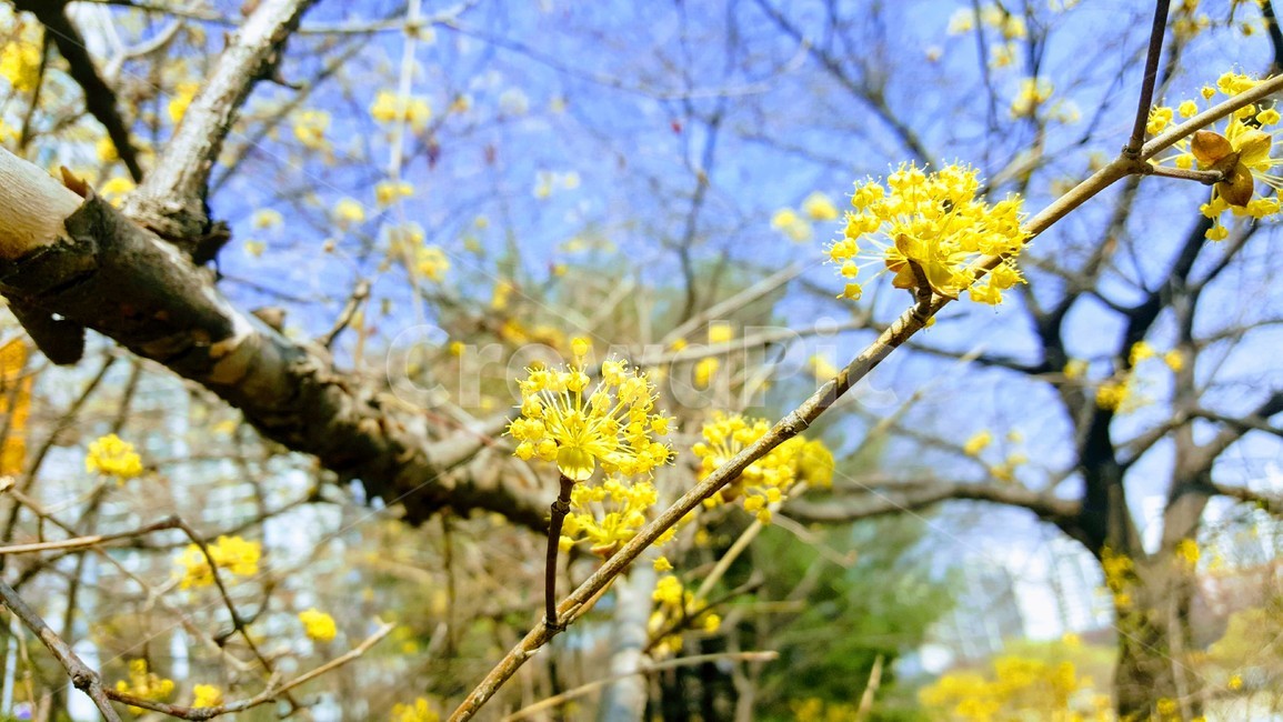 산수유,산수유꽃,산수유나무,꽃,꽃나무,봄,봄꽃,봄,계절,spring,season,식물,자연,plants,nature,꽃,flower,plant