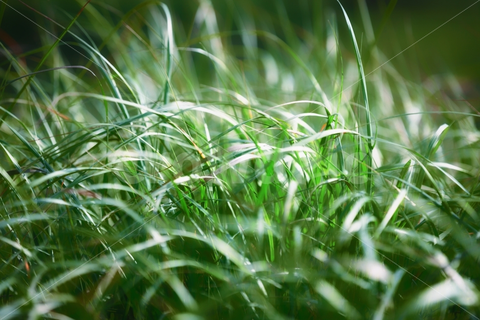 식물,풀,자연,녹색,감성사진,사진,photo,green,grass,nature,moment,photography,식물,자연,plants,nature,휴식,힐링,rest,relaxation,healing