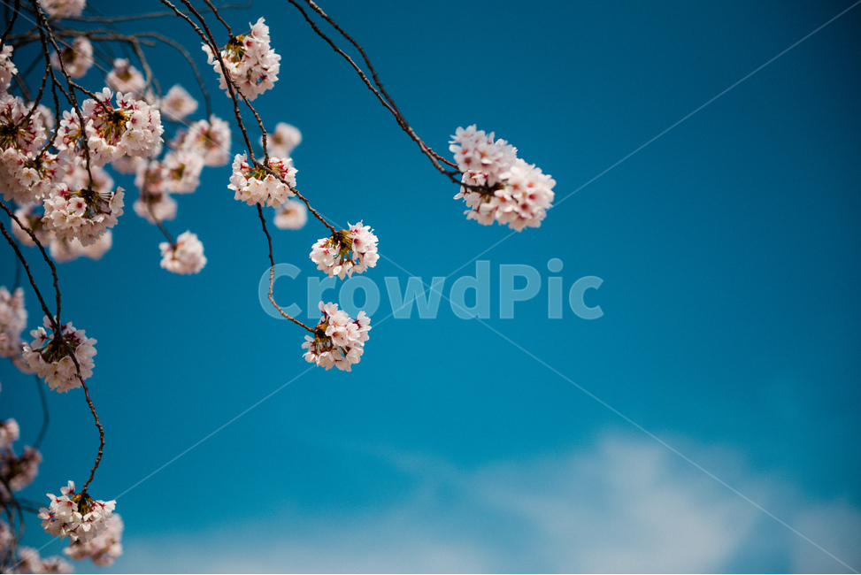 fancy,Cherry Blossom,Spring background,in full bloom,spring flowers,spring,background image,spring image,petal,plants,background photo,season,spring background,pretty,spring photo,nature,full bloom,flower,wildflowers,background,plant
