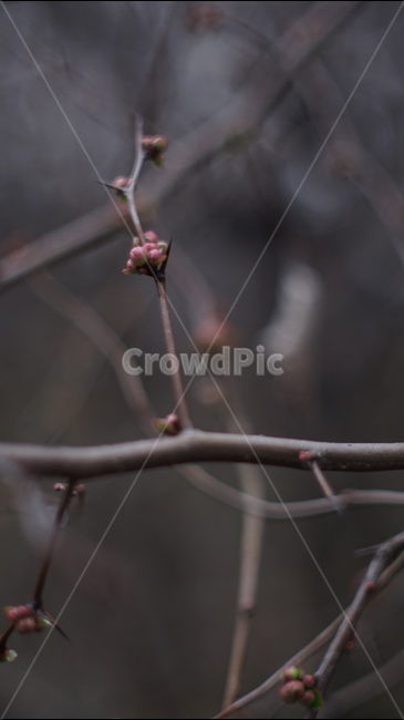 flower,꽃,blossom,sprout,새싹,싹,plant,식물,꽃눈,봄꽃,봄나무,가지,꽃봉오리,꽃봉우리,겨울,나무,나뭇가지