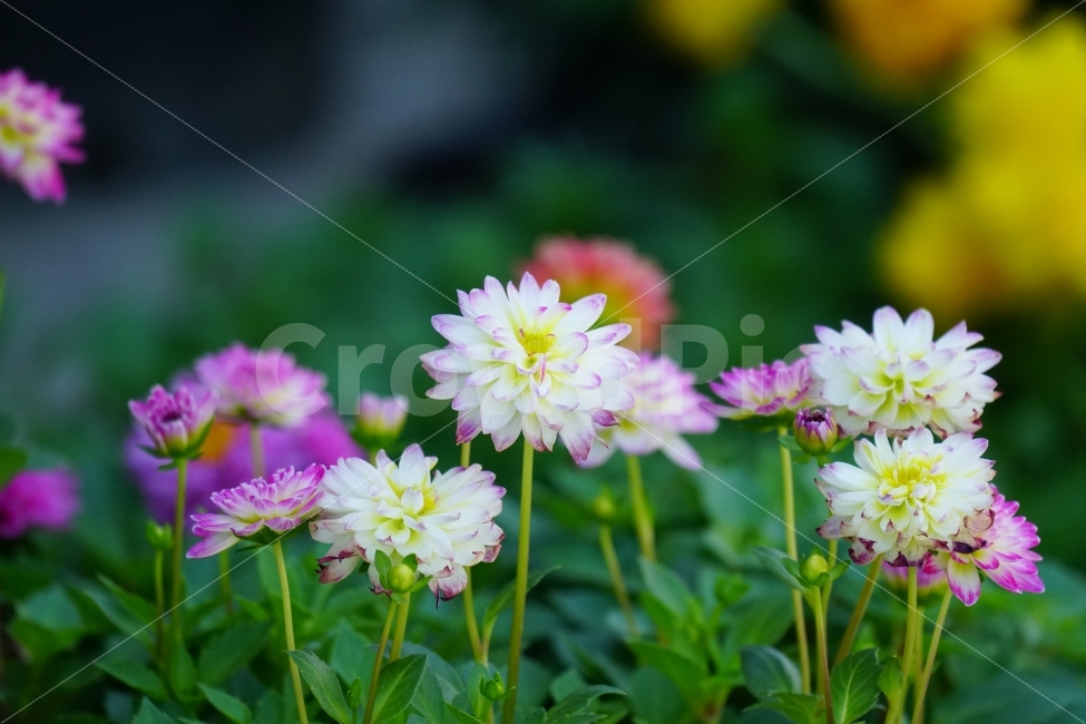 다알리아,꽃,플라워,봄,자연,꽃밭,화단,flower,nature,dahlia,감성,감성사진,힐링,힐링사진,느낌,분위기,feel,feeling,순수한,순수하다,순수,밝은,밝다,화사한,화사하다,꽃사진,식물,자연,plants,nature,꽃,flower