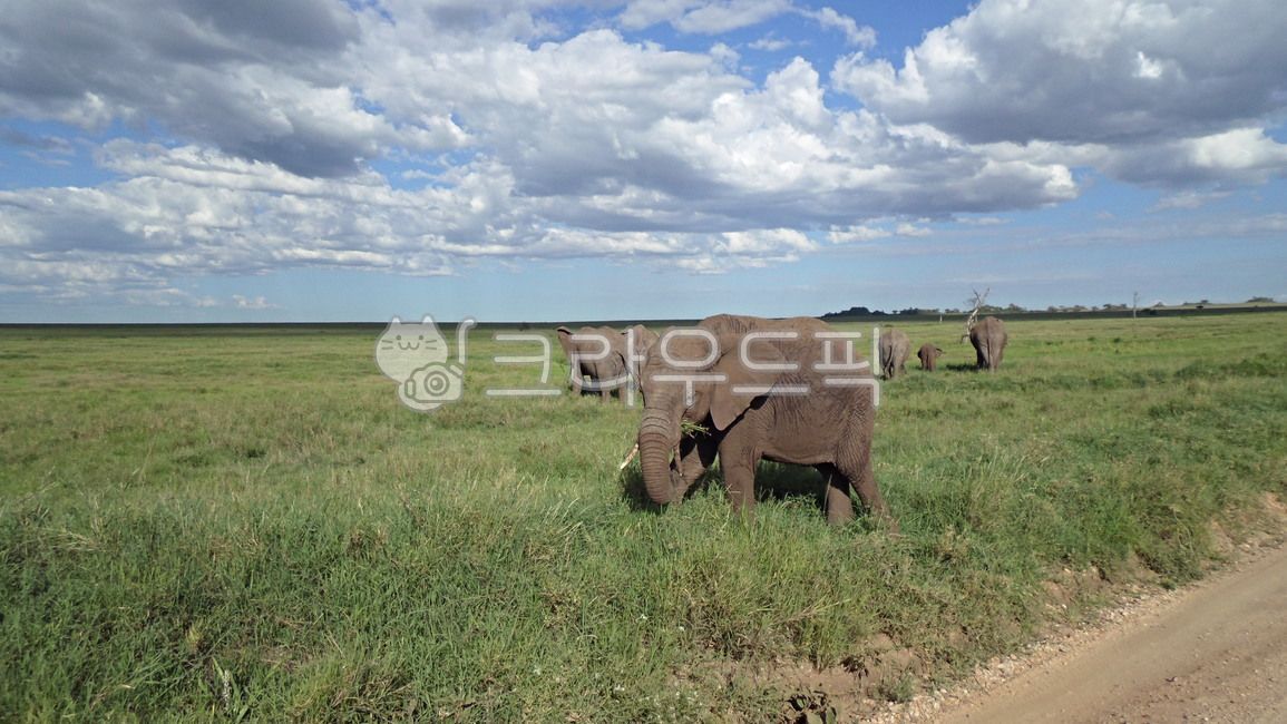 코끼리,세렝게티,사파리,아프리카초원,야생동물