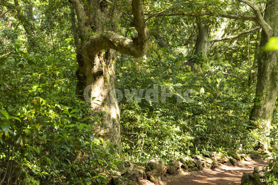 나무,나뭇잎,초록,사진,배경,백그라운드,자연,고목,식물,자연,plants,nature,나무,trees,wood,휴식,힐링,rest,relaxation,healing