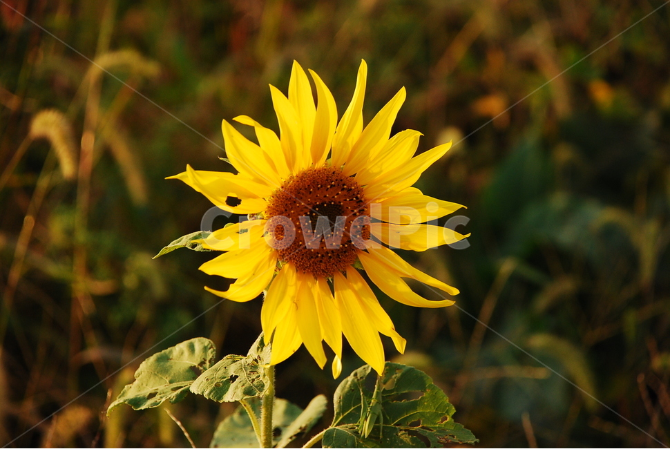 해바라기,꽃,flower,노란색,sunflower,season,계절,봄,spring,자연,nature,봄기운,따뜻함,warm,식물,자연,plants,nature,꽃,flower