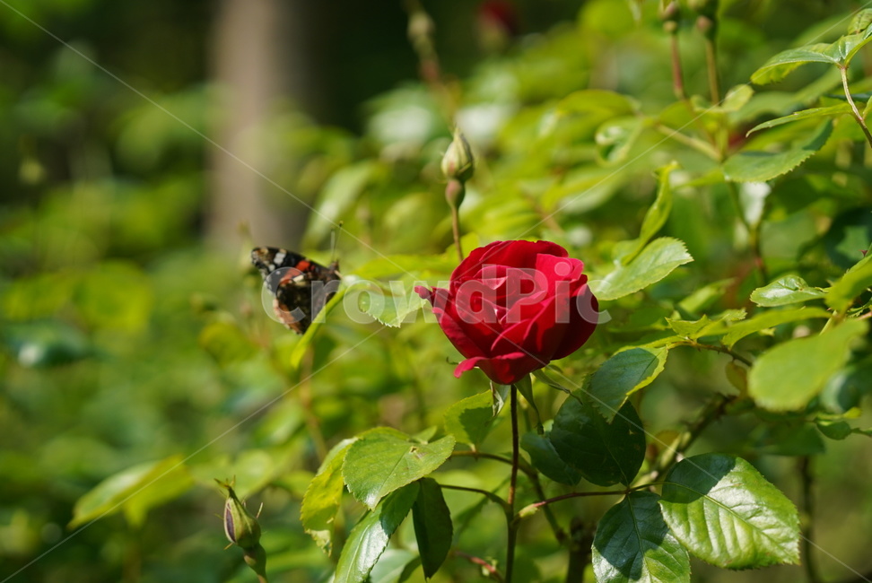 장미,꽃,자연,식물,flower,빨간색,빨간장미,rose,national