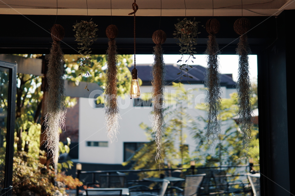틸란드시아,식물,plant,cafe,인테리어,창문,문,door,scenery,실내용화초,화분,화초,house plant