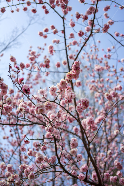 꽃,벚꽃,식물,나무,하늘,자연,풍경,봄,계절,spring,season,plant,flower,blossom