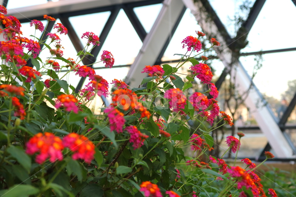 란타나,꽃,란타나꽃,식물,나무,자연,마편초과,식물원,식물,자연,plants,nature,꽃,flower