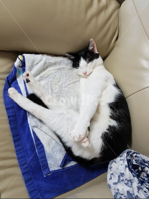 고양이,흰색,핑크색코,검은색꼬리,검정색,동물,animal,포유류,mammal,고양이,cat,kitten,kitty