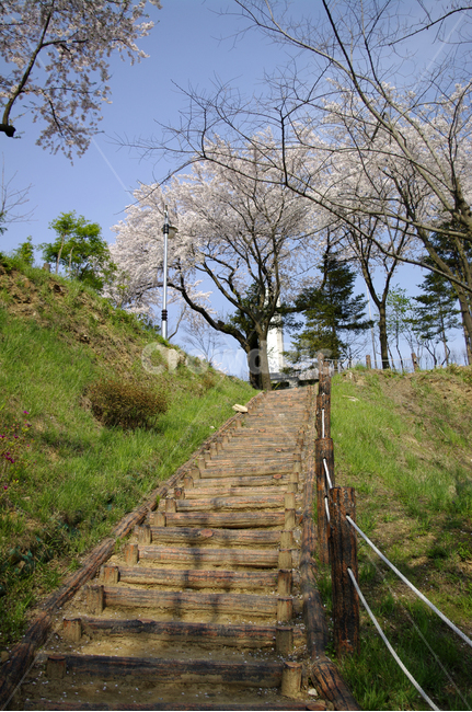 봄,벚꽃,나무,꽃,flower,식물,봄,계절,spring,season,자연,풍경,nature,landscape,tree,plant