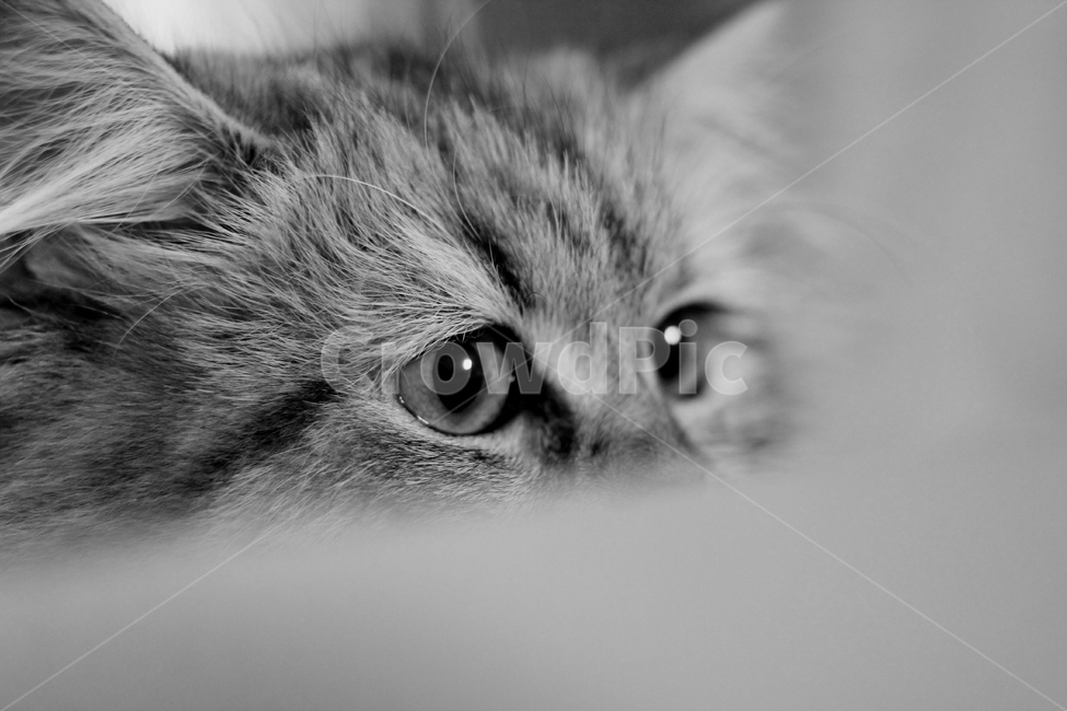 고양이,동물,흑백,귀여움,사랑스런,동물,animal,고양이,cat,kitten,kitty,흑백,모노톤,monochrome,black and white
