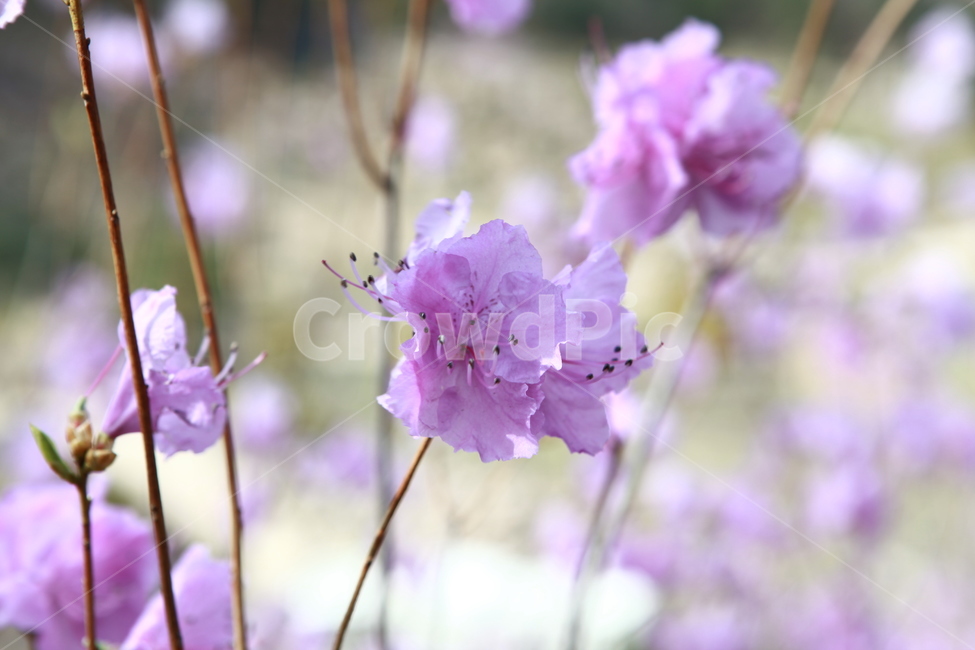 springflowers,봄꽃,진달래,철쭉,azalea,blossom,들판,field,봄,계절,spring,season,식물,자연,plants,nature,꽃,flower,plant,geranium,제라늄