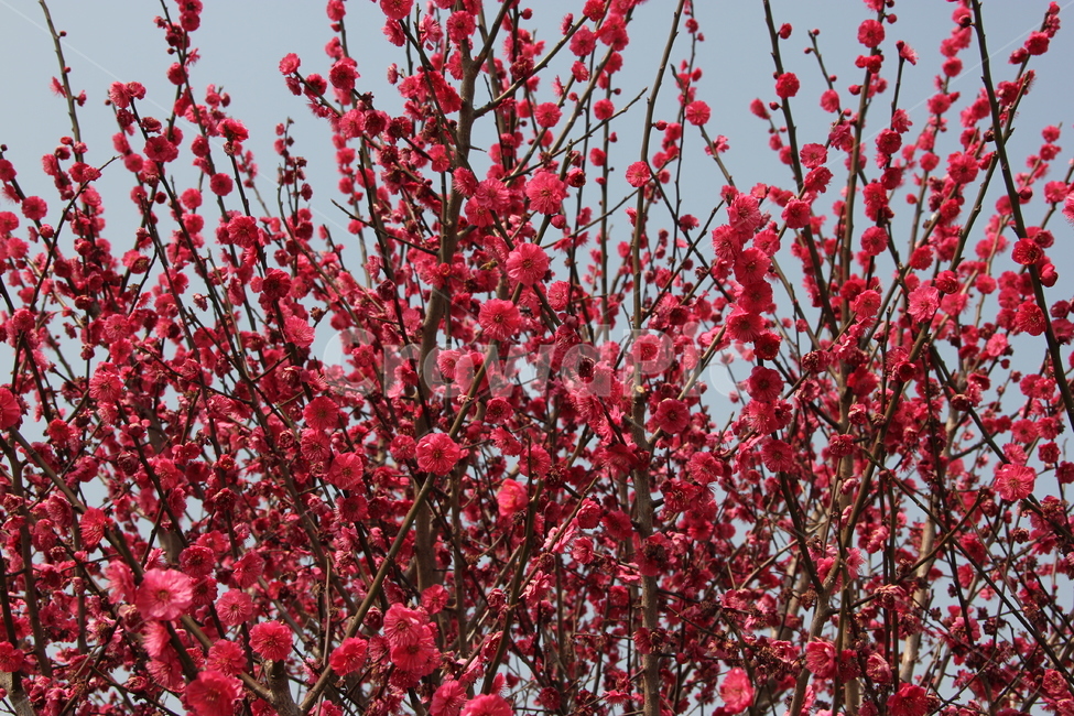 매화,매화꽃,꽃,자연,풍경,식물,자연,plants,nature,꽃,flower