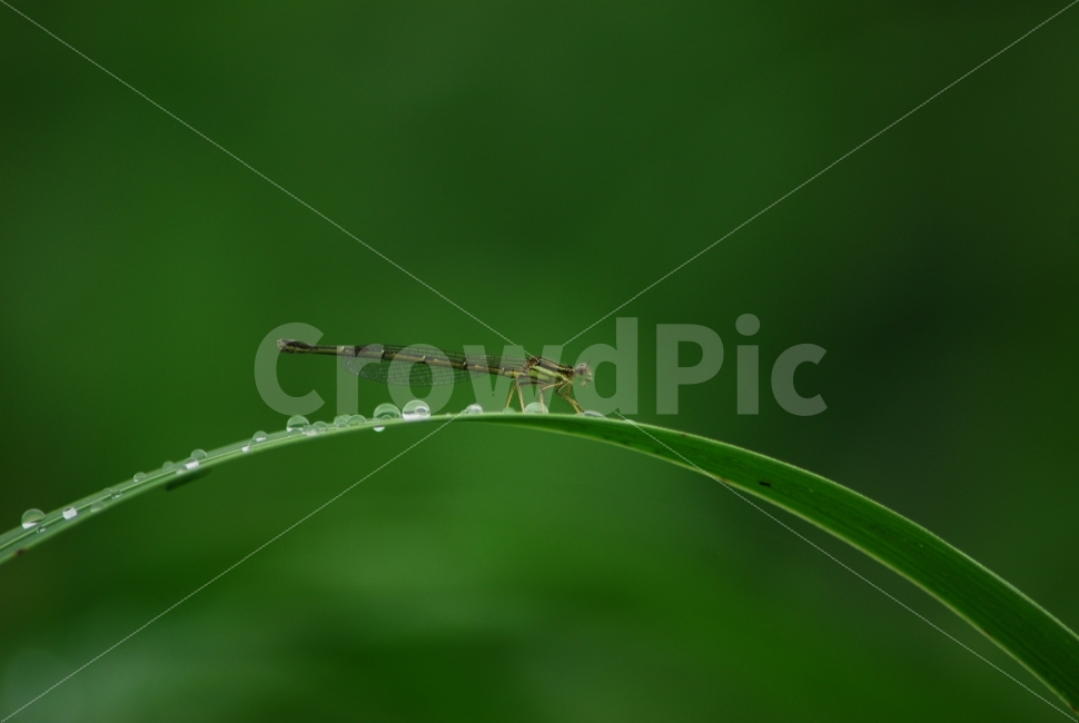 풀잠자리,잠자리,곤충생태,자연,이슬,풀잎,동물,animal,곤충,벌레,insect,bug