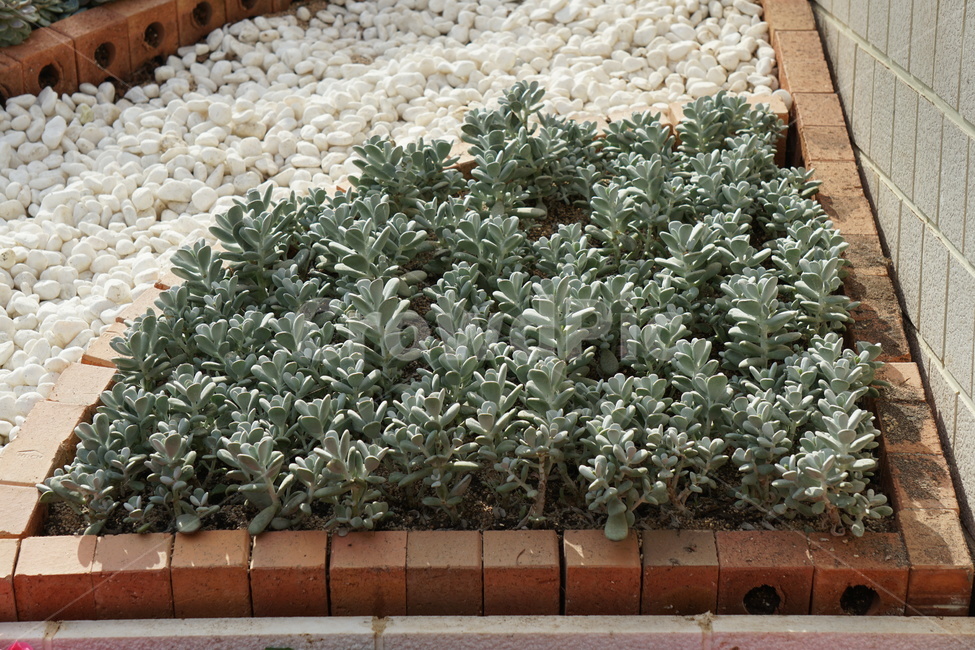 다육이,화초,공기정화,식물,조화,식물,자연,plants,nature