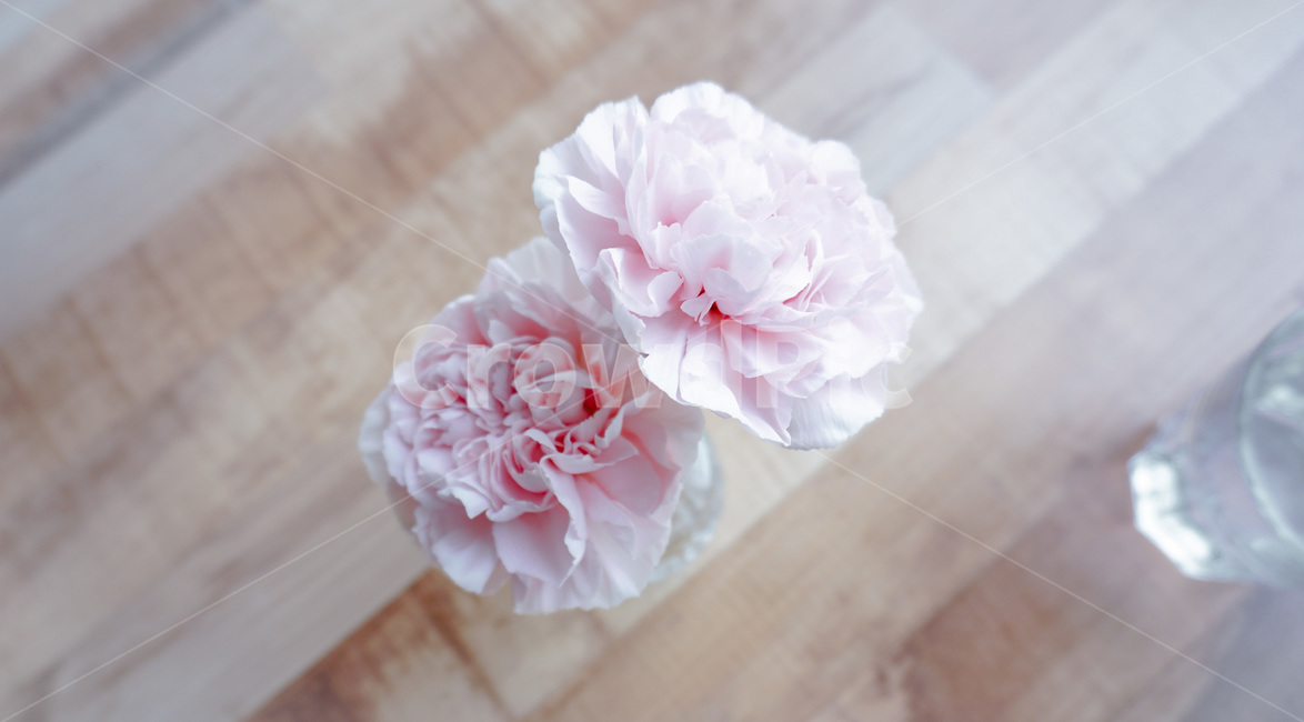 카네이션,핑크,색감,꽃,두송이,식물,꽃꽃이,초록,어버이날,스승의날,가정의달,carnation,mothersday,color,flower,plant,green,꽃,flower,가족,패밀리,family,교육,학교,공부,education,learning,study,school