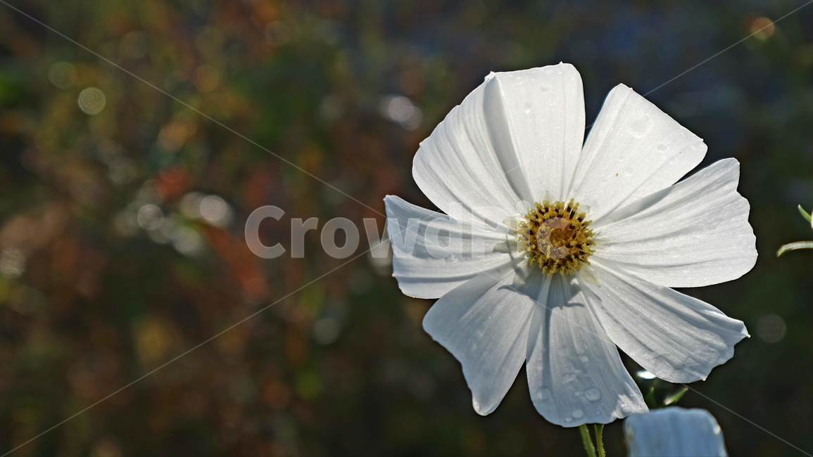 pollen,화분,plant,식물,꽃,식물,자연,plants,nature,꽃,flower