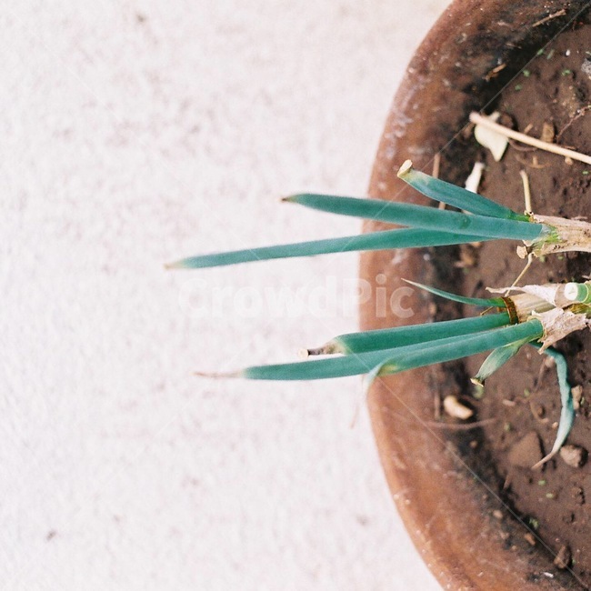 plant,식물,파,흙,greenonion,채소,야채,vegetables