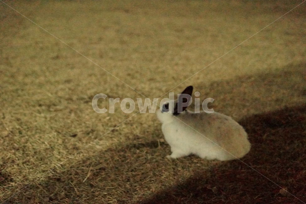 토끼,동물,귀여움,흰토끼,외로움,자연,공원,동물,animal,포유류,mammal