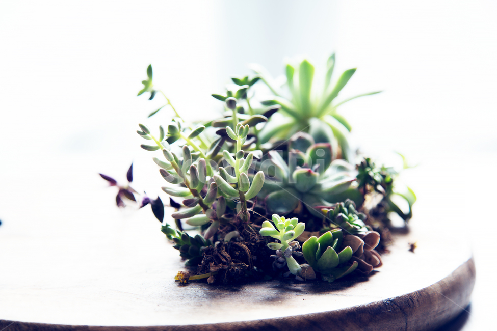 다육이,식물,인테리어,그린인테리어,녹색,식물,자연,plants,nature