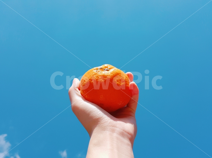 겨울,하늘,과일,귤,자연,힐링,상큼한,과즙,영양,식단,다이어트,비타민,구름,제철과일,신선한,건강,건강한,nature,fruit,tangerine,winter,sky,nutrition,사람,인물,인간,human,person,신체일부,몸,body,음식,식재료,요리,food,cook,meal,dishes,food reserves,과일,열매,fruit,색깔,색상,색채,색감,color sense,color sensitivity,feeling of color