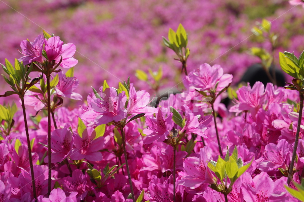 철쭉,분홍,꽃,분홍꽃,봄,봄꽃,봄꽃축제,flower,pink,pinkflower,꽃망울,꽃밭,분홍색,핑크,핑크색,식물,자연,plants,nature,꽃,flower