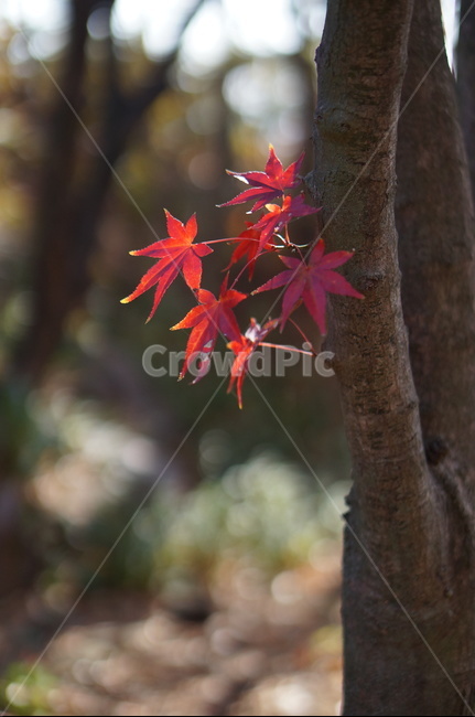 가을,단풍,나무,풍경,빨강,낮,햇빛,leaf,잎,plant,식물,tree