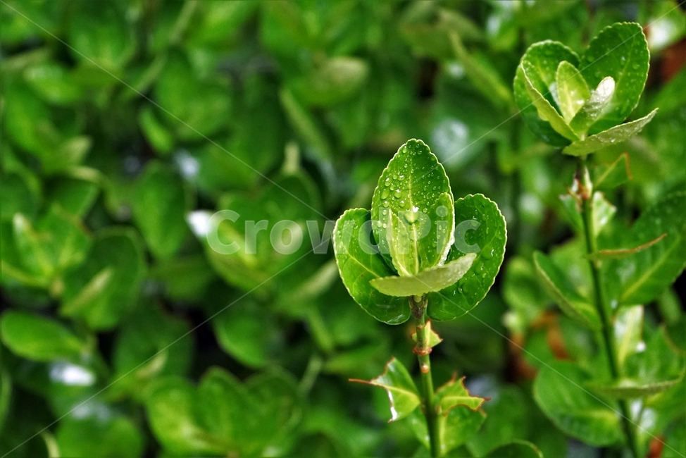 사철나무,잎,빗물,물방울,자연,녹색,evergreen,raindrops,leaves,연두색,식물,여러해살이,spindletree,stafftree,상록관목,정원수,울타리,상록수,노박덩굴과