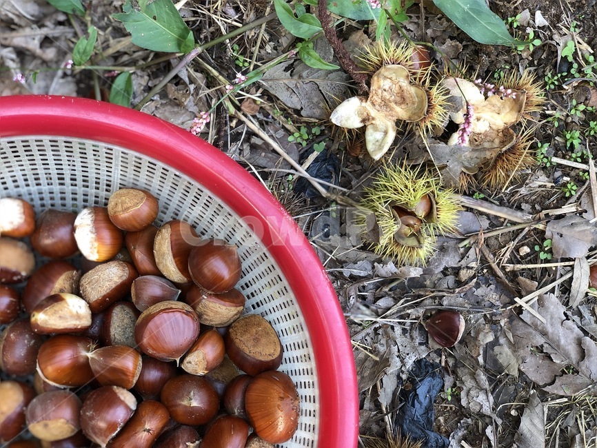 food,식물,밤,가을,밤송이,자연,힐링,숲,과일,열매,fruit