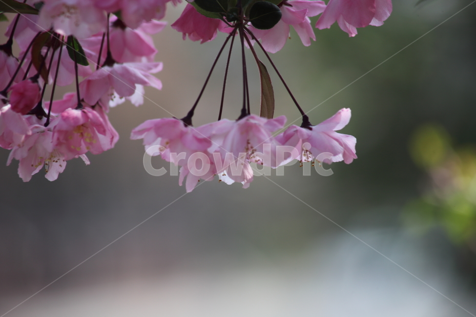 꽃,사과나무꽃,서부해당화,봄,hallcrabapple,식물,자연,plants,nature,꽃,flower
