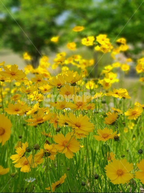 금계국,꽃,봄,노랑,풍경,식물,자연,plants,nature,꽃,flower