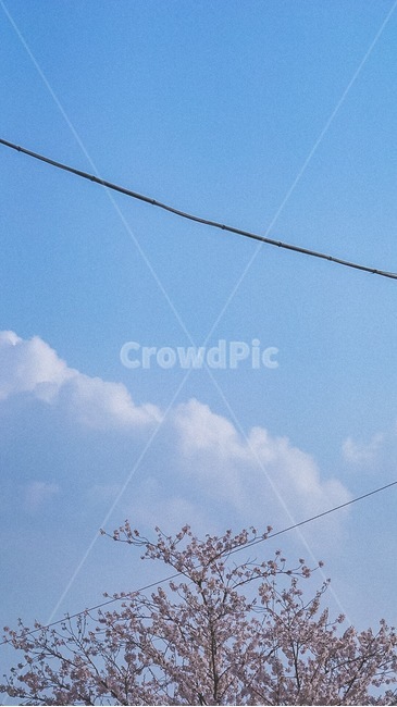 하늘,구름,벚꽃,풍경,landscape,nature,blossom,flower,sky,cloud