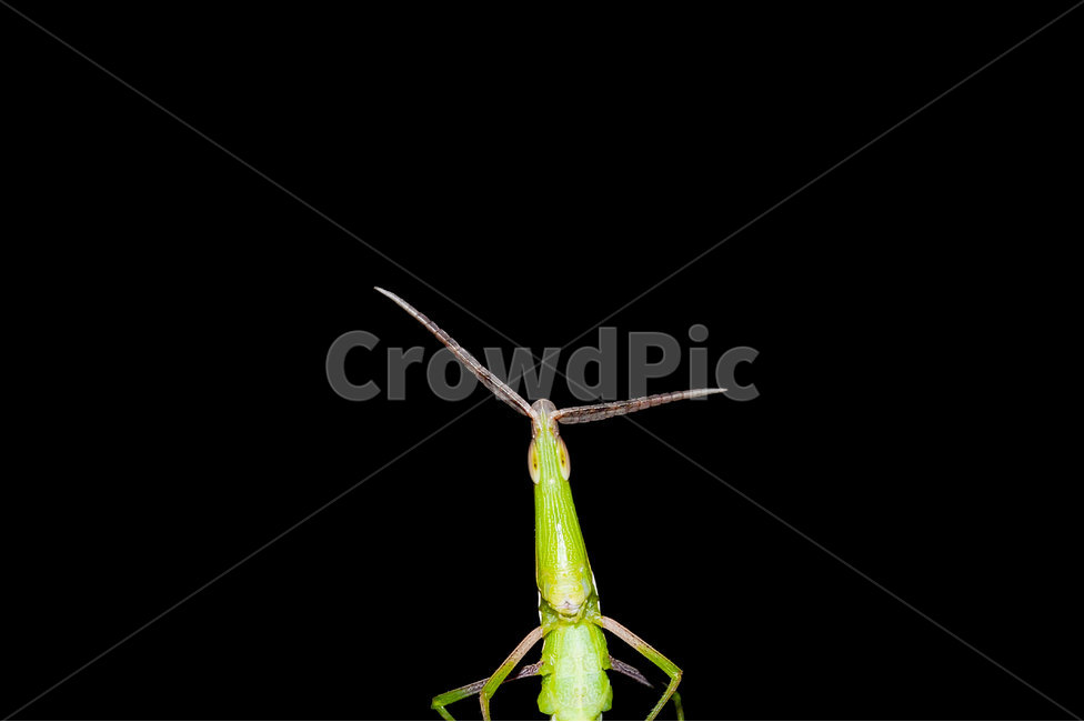 곤충,자연,동물,여름곤충,insect,bug,animal,nature,접사,클로즈업,closeup,곤충,벌레,insect,bug