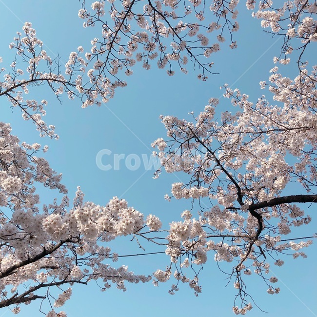 봄,벚꽃,하늘,맑음,나무,봄,계절,spring,season,자연,풍경,nature,landscape,plant,식물,flower,꽃,blossom