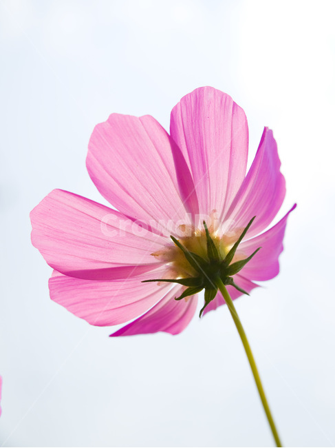 가을,코스모스,역광,가을하늘,흰배경,가을,계절,fall,autumn,season,식물,자연,plants,nature,꽃,flower,plant,blossom,petal,꽃잎