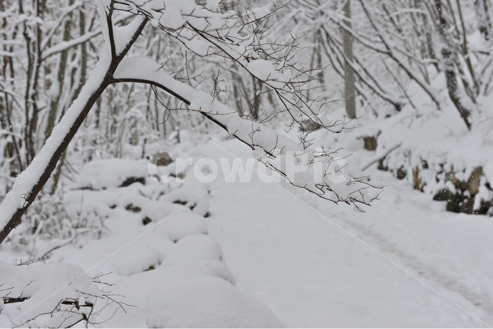 장성,입암산성,남창게곡,설경,남창계곡설경,storm,폭풍,tree,나무,plant,식물,ice,빙,snow,눈,winter,겨울,nature,자연,outdoors,옥외,blizzard,눈보라,겨울,계절,winter,season,자연,풍경,nature,landscape